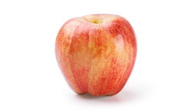 תפוח עץ גאלה